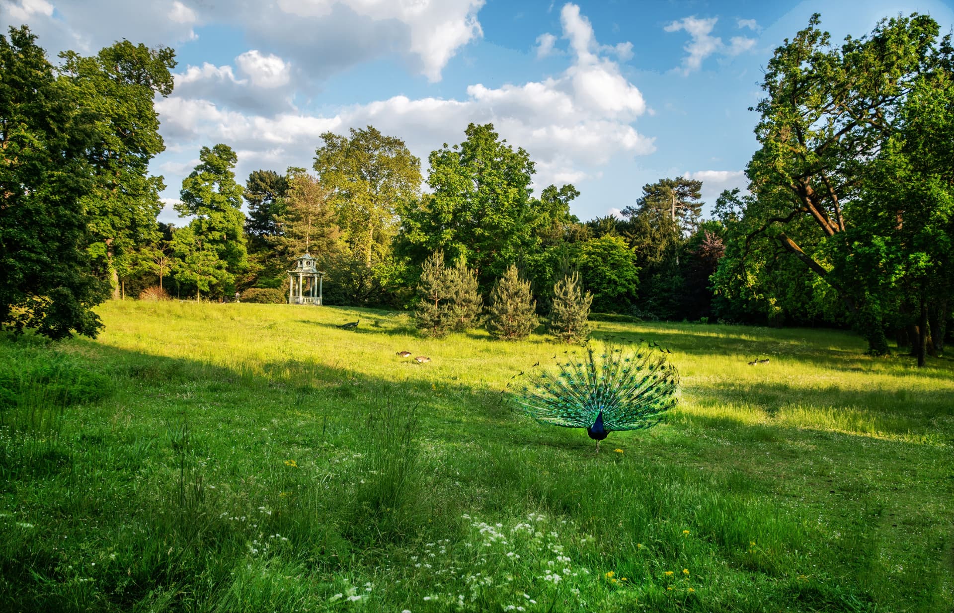 A peacock displaying its tail on a sunny meadow in the Parc de Bagatelle, Bois de Boulogne