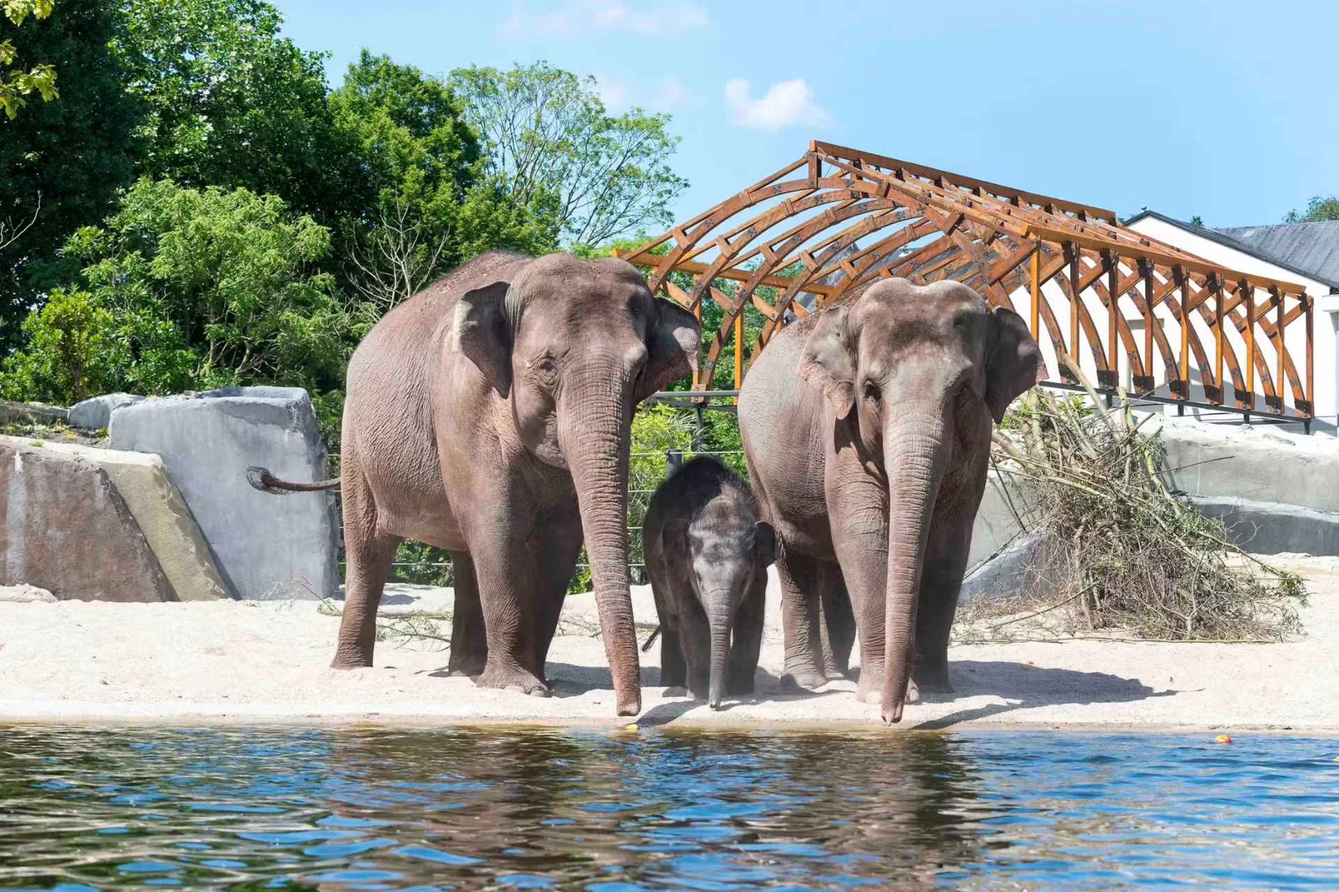 Asian elephants drinking at the water's edge in their enclosure at Artis Royal Zoo in Amsterdam