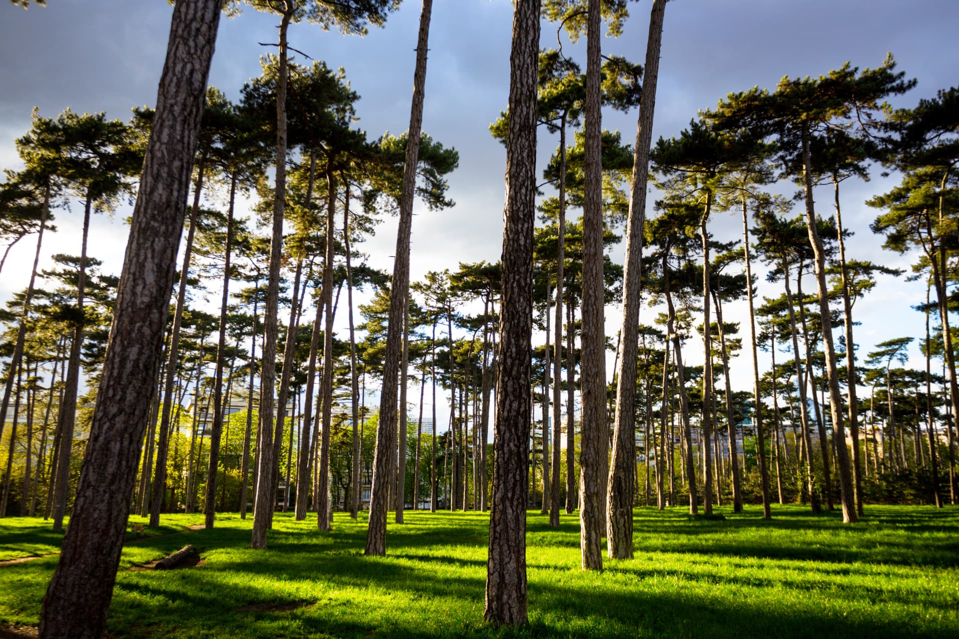 Tall pine trees casting long shadows over green grass in the Bois de Boulogne