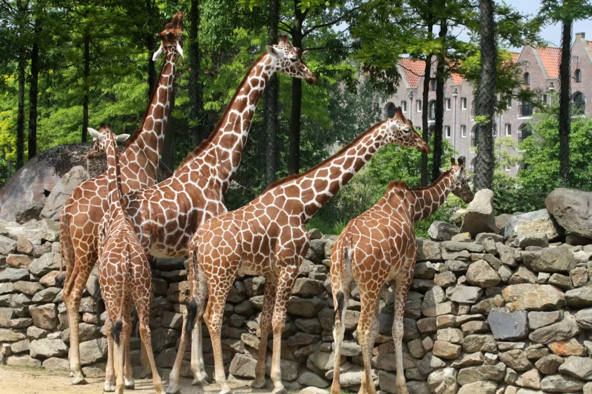 A group of giraffes on the savannah enclosure at Artis Royal Zoo in Amsterdam