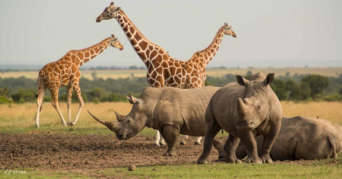 White rhinos grazing in front of reticulated giraffes on the open plains of Ol Pejeta Conservancy, Kenya
