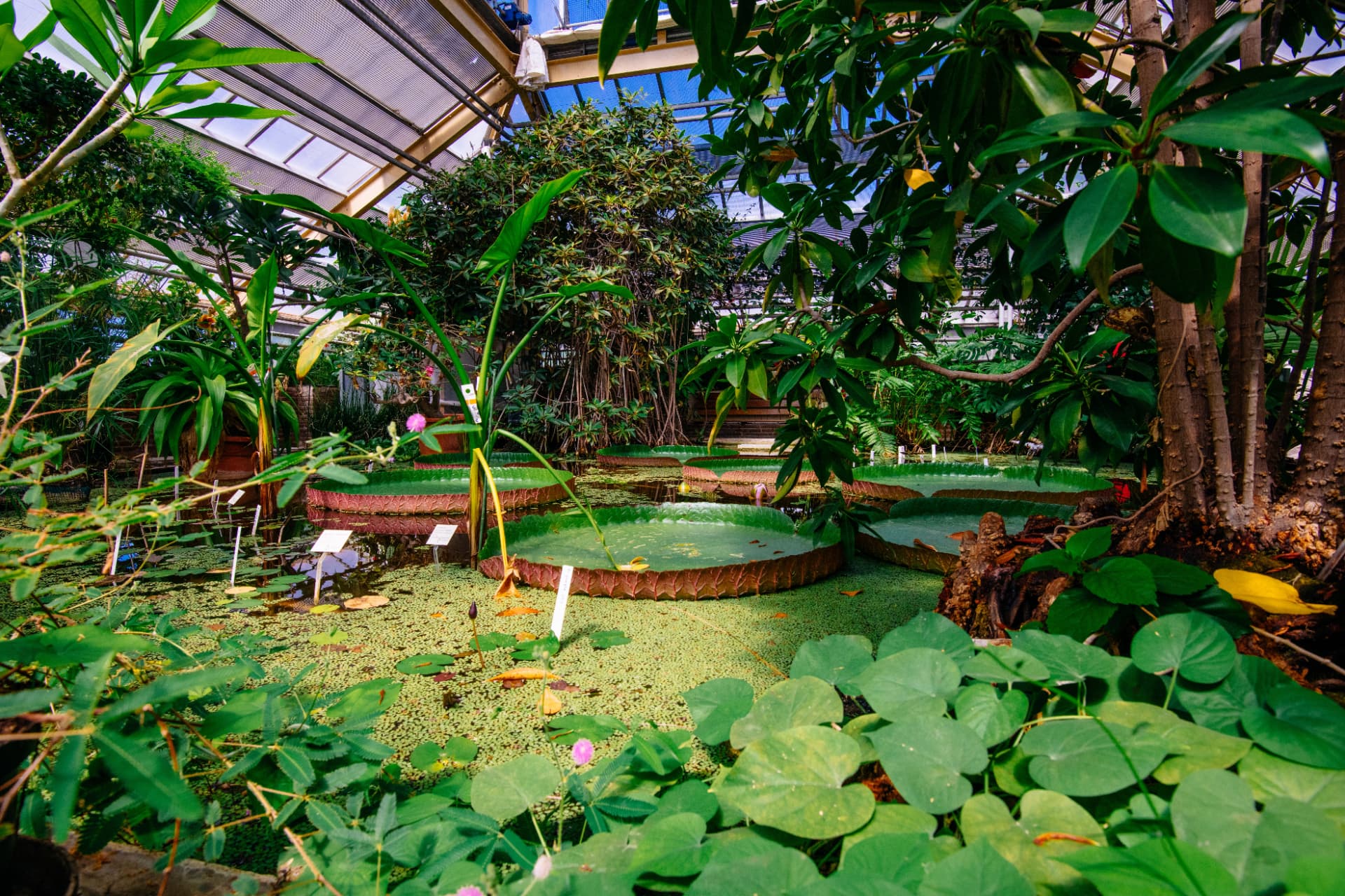 Giant Victoria water lily pads floating in the tropical greenhouse of the Hortus Botanicus in Amsterdam