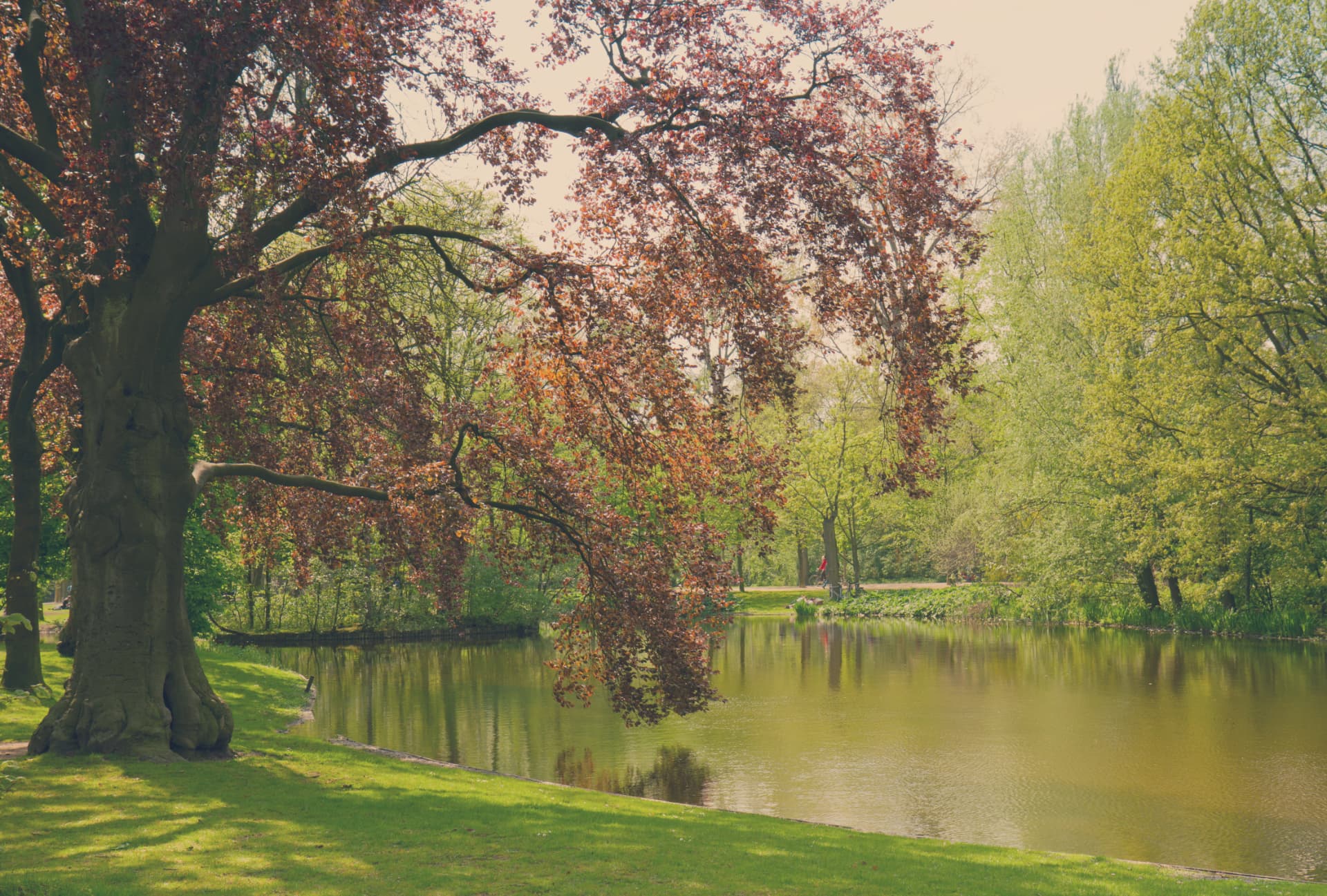 A calm pond in Vondelpark with a large copper beech tree leaning over the water
