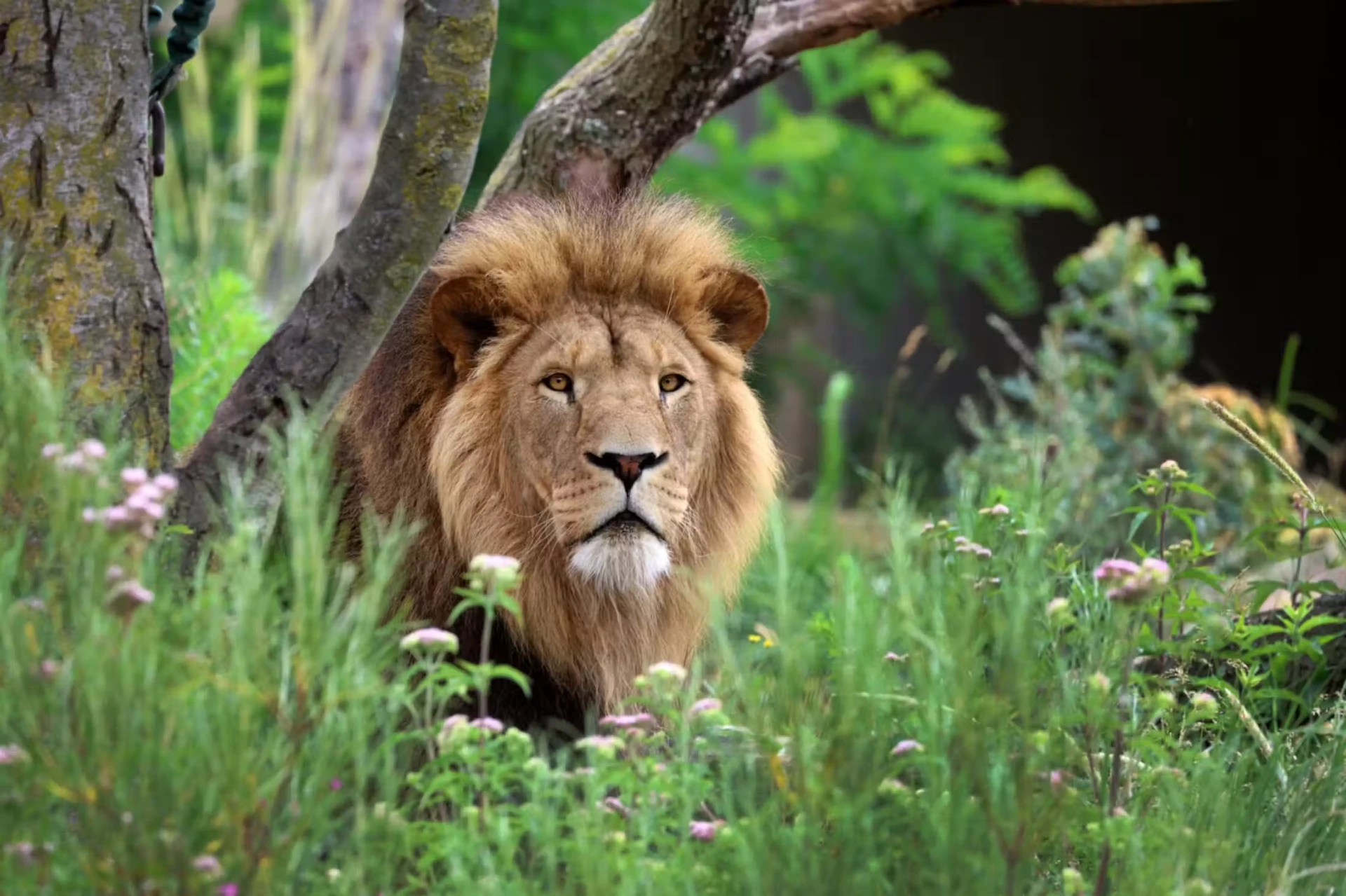 A male lion resting in the grass at Artis Royal Zoo in Amsterdam