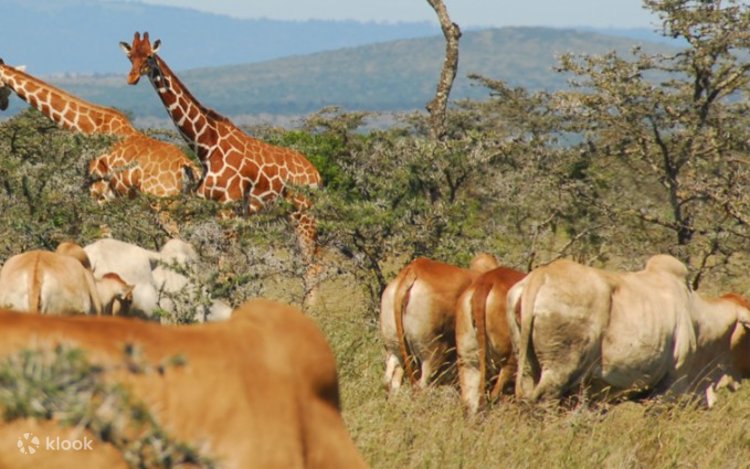 Reticulated giraffes and antelope grazing together on the Ol Pejeta savannah