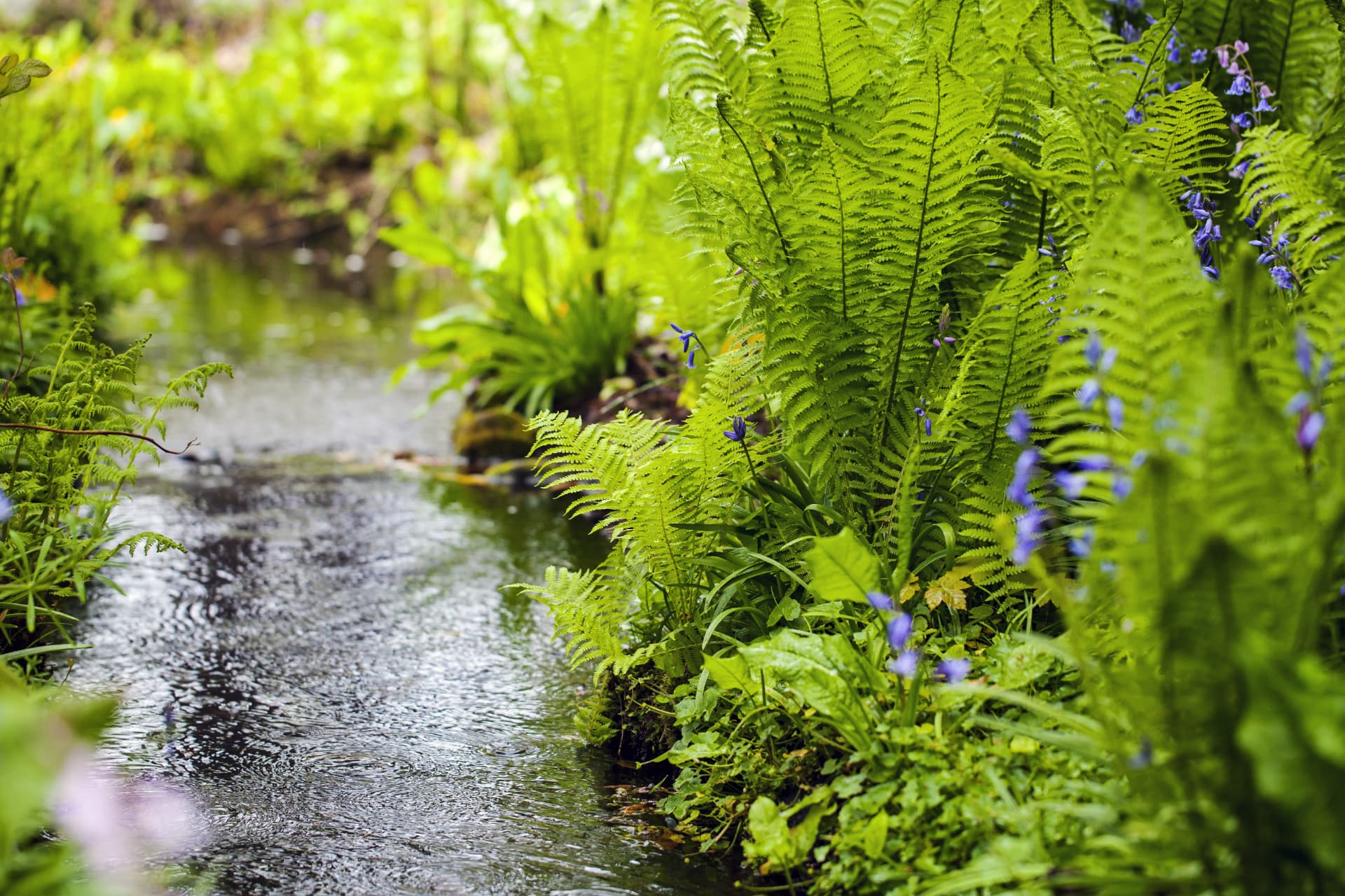 Ferns and bluebells along a small stream in the Hortus Botanicus in Amsterdam