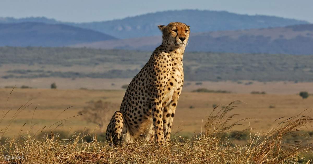 A cheetah sitting upright on a grassy termite mound scanning the Ol Pejeta plains at golden hour