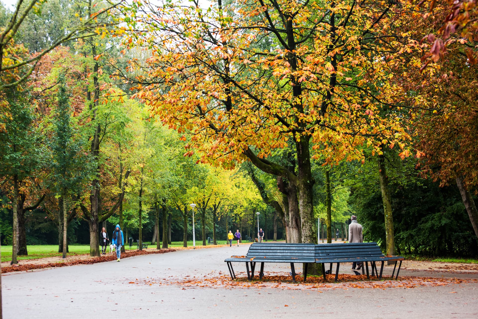 A bench under autumn trees beside a path in Vondelpark, Amsterdam
