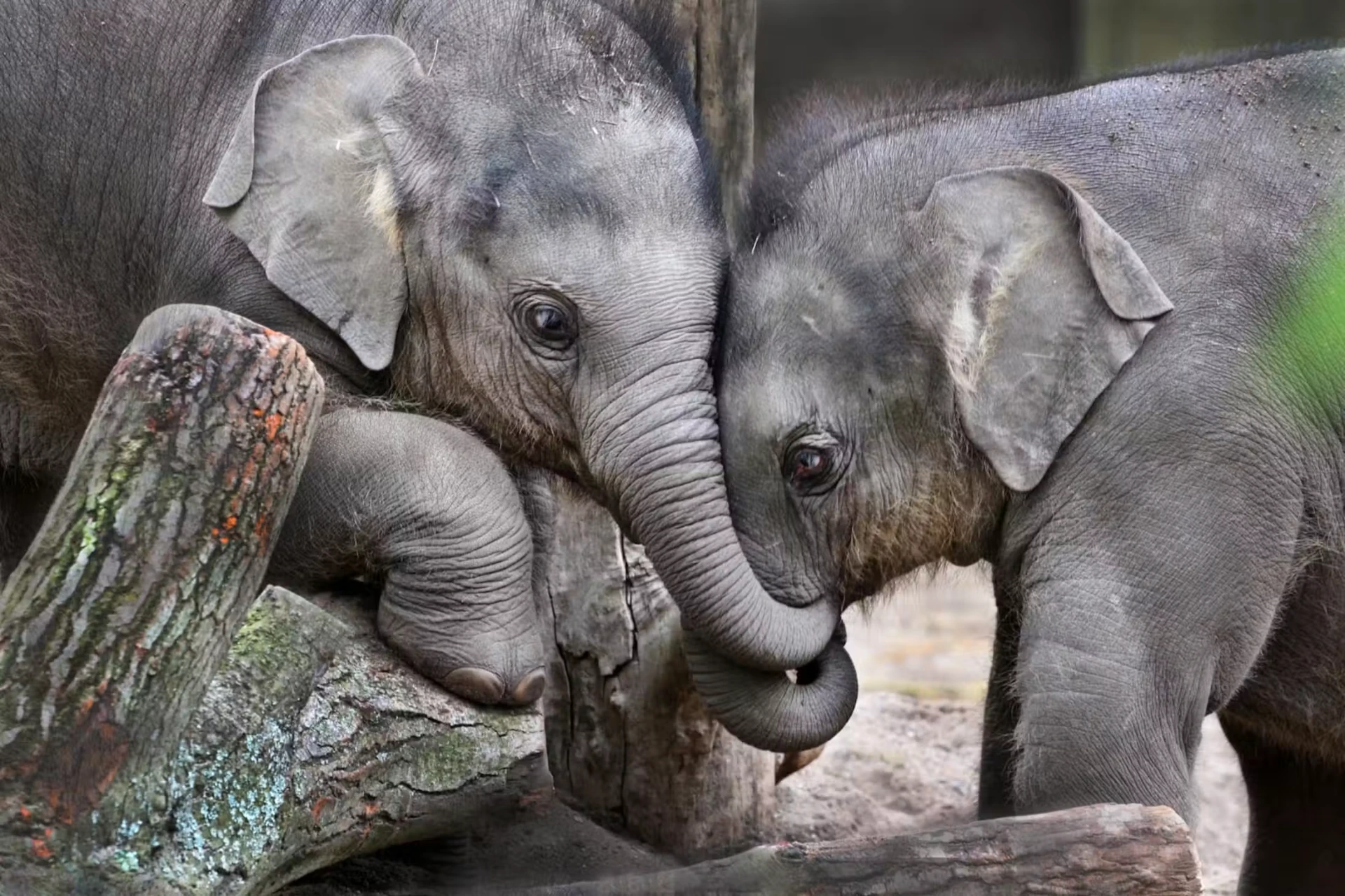 Two young Asian elephants playing together at Artis Royal Zoo in Amsterdam
