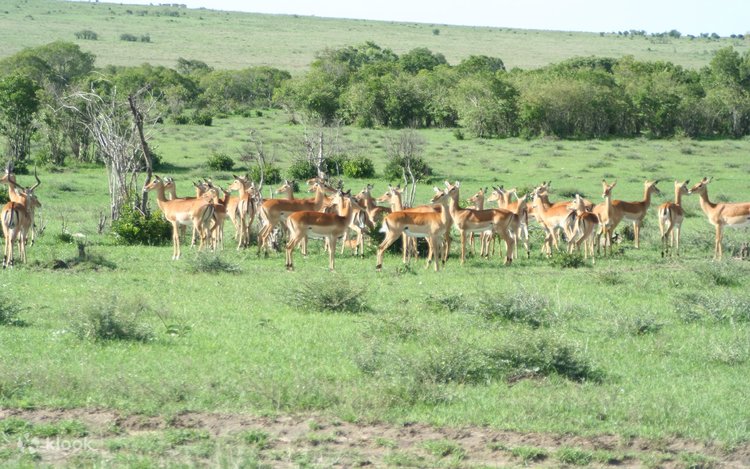 A herd of impala antelope grazing in green grassland with acacia scrub in Ol Pejeta Conservancy