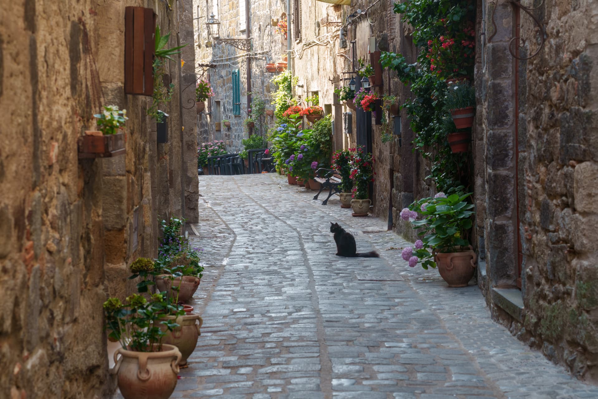A cobbled medieval lane lined with stone houses, flower pots and a black cat