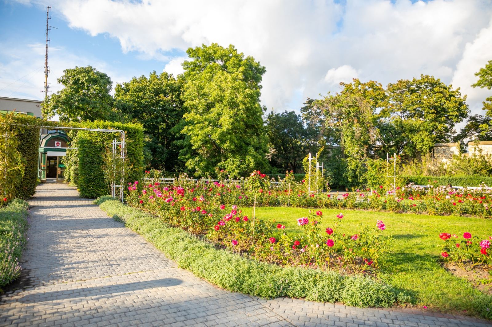 Rose garden at Petřín Hill in Prague with red and pink roses, manicured green hedges and a paved path under a bright summer sky