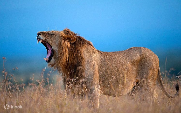A male lion with a full mane roaring on the golden grasslands of Ol Pejeta against a blue sky