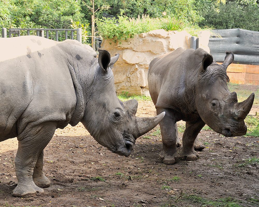 Bioparco di Roma